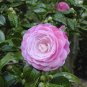 Camellia Flowers Seeds Light Pink Colors - 10 Seeds