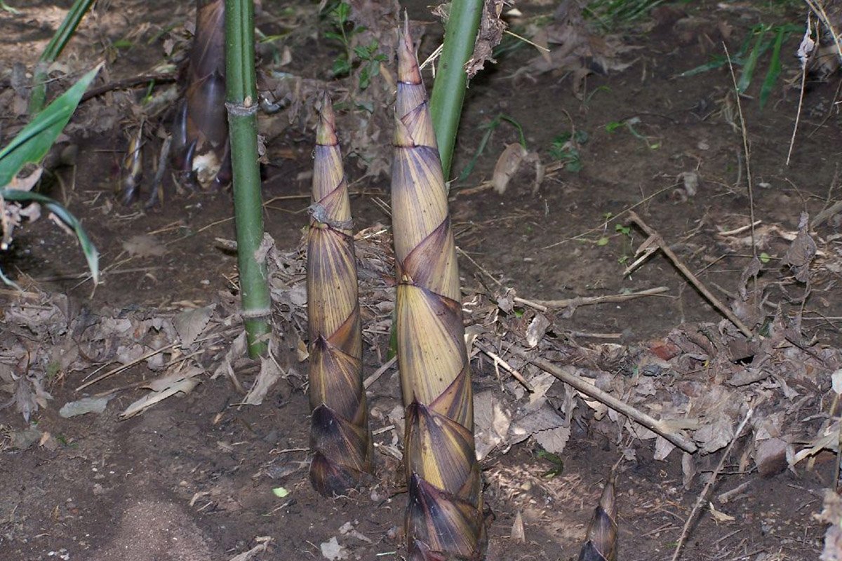 China Moso Bamboo Shoots Tasty Vegetable - 30 Seeds