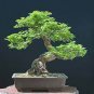 Chinese Elm Bonsai Tree Plant Seeds - 30 Seeds