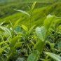 Chinese Green Tea Tree Bonsai Plant DIY Healthy Bonsai Tea - 5 Seeds