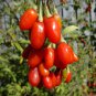 Chinese Wolfberry Lycium barbarum - 60 Seeds