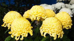 Chrysanthemum - 200 Seeds