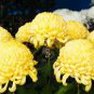 Chrysanthemum - 200 Seeds