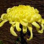 Chrysanthemum - 200 Seeds