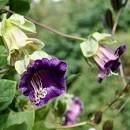 Cobee Violette CobaeaFlower - 25 Seeds