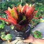 Codiaeum variegatum - 100 Seeds