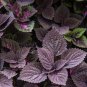 Coleus Giant Exhibition Palisandra Seeds, professional pack - 50 Seeds