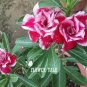 'Color Butterfly' Desert Rose White Red Adenium - 2 Seeds