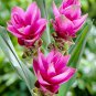 Colorful New Arrival Curcuma Bonsai Flower Plants Rarest - 200 Seeds