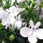 Compact 'White Lady' Lobelia, light fragrant white annual flowers - 30 Seeds