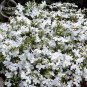 Compact 'White Lady' Lobelia, light fragrant white annual flowers - 30 Seeds