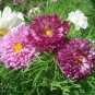 Cosmos Bipinnatus Coreopsis Cosmos Double Flowers - 20 Seeds