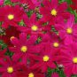 Cosmos Coreopsis Blackish Coffee Red Striped Dark Red White - 50 Seeds