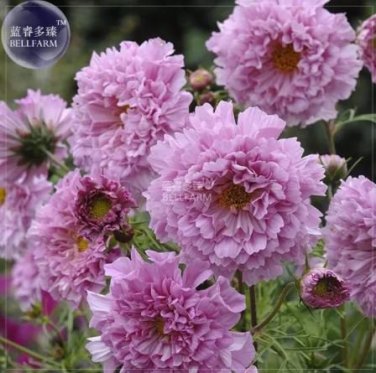 Cosmos Coreopsis Double Petals Dark Red White Pink Hybrid Mix Perennial Flower - 50 Seeds