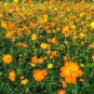 Cosmos sulphureus Bright Lights Mix Cosmos - 50 Seeds