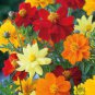 Cosmos Sulphureus Seeds Balcony Potted Flowers Chrysanthemum - 60 Seeds
