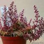 Crassula Capitella Thyrsiflora Seeds Red Pagoda Succulent Bonsai - 10 Seeds