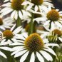 Cream & Sugar Echinacea x hybrida Elegant Bloom Coneflower Seeds - 200 Seeds