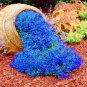 Creeping Thyme Bonsai or Blue Rock CRESS Plant - 100 Seeds