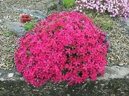 Creeping Thyme Bonsai or Multi-Color Rock CRESS Plant - 100 Seeds