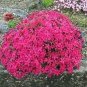 Creeping Thyme Bonsai or Multi-Color Rock CRESS Plant - 100 Seeds
