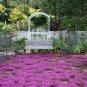 Creeping Thyme Bonsai or Multi-Color Rock CRESS Plant - 100 Seeds