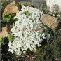 Creeping Thyme Seeds - White Red Available - 100 Seeds