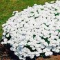 Creeping Thyme Seeds - White Red Available - 100 Seeds