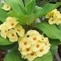 Crown of Thorn Flower Seeds - 20 Seeds