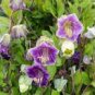 Cup And Saucer Vine Purple - 16 seeds