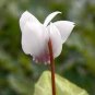 Cyclamen Hederifolium White Flower - 6 Seeds