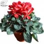 Cyclamen Purplish Red Light Purple Rose Red Rose Purple Mixed 4 Types - 5 Seeds