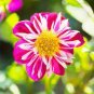 Dahlia Flower Seeds Pink Flowers with Whitish Centre Sing Petals - 50 Seeds