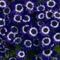 Dark Blue White Florist's Cineraria F2 - 30 Seeds