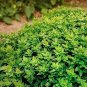 Dark Green Dwarf Basil 'Pluto' Seeds Annual Herb Seeds - 100 Seeds