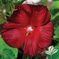 Deep Red Hibiscus - 20 Seeds