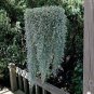 Dichondra Repens Silver Falls Emerald Falls Ground Cover Bonsai - 100 Seeds