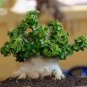 Dorset Horn Adenium Flower - 2 Seeds