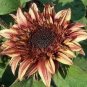 Double Dandy Hybrid Sunflower Ornamental - 15 Seeds