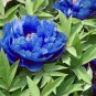 Double Light Blue Tree Peony - 5 Seeds