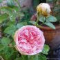 Double Pink F1 Flower Seeds Professional Pack - 50 Seeds