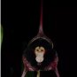 Dracula Pholeodytes Monkey Orchids The Cave-Hiding Dracula Flower - 50 Seeds