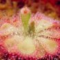 Drosera Burmanni Seeds - Greenish Light Pink Color - 100 Seeds