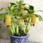 Dwarf Banana - 100 Seeds