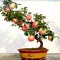 Dwarf Red Yellow Apple Tree Seeds,easy grow bonsai organic fruits - 10 Seeds