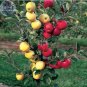 Dwarf Red Yellow Apple Tree Seeds,easy grow bonsai organic fruits - 10 Seeds
