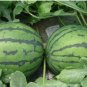 Early-maturing 'landmine' Round Red Organic Watermelon Seeds - 8 Seeds