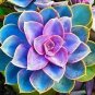 Echeveria Green Red Pink Yellow Colorful Succulent Plants - 200 Seeds