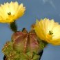 Echinocereus subinermis Cactus Seeds - 12 Seeds