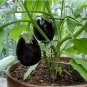 Eggplant Black Big Vegetables Seeds, organic tasty for home garden - 100 Seeds